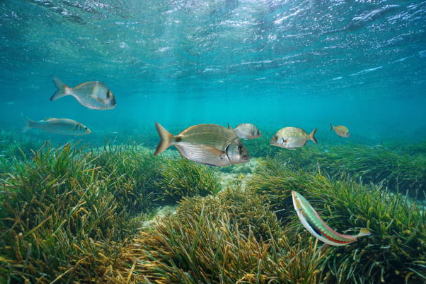 Seagrasses are considered sink for carbon dioxide