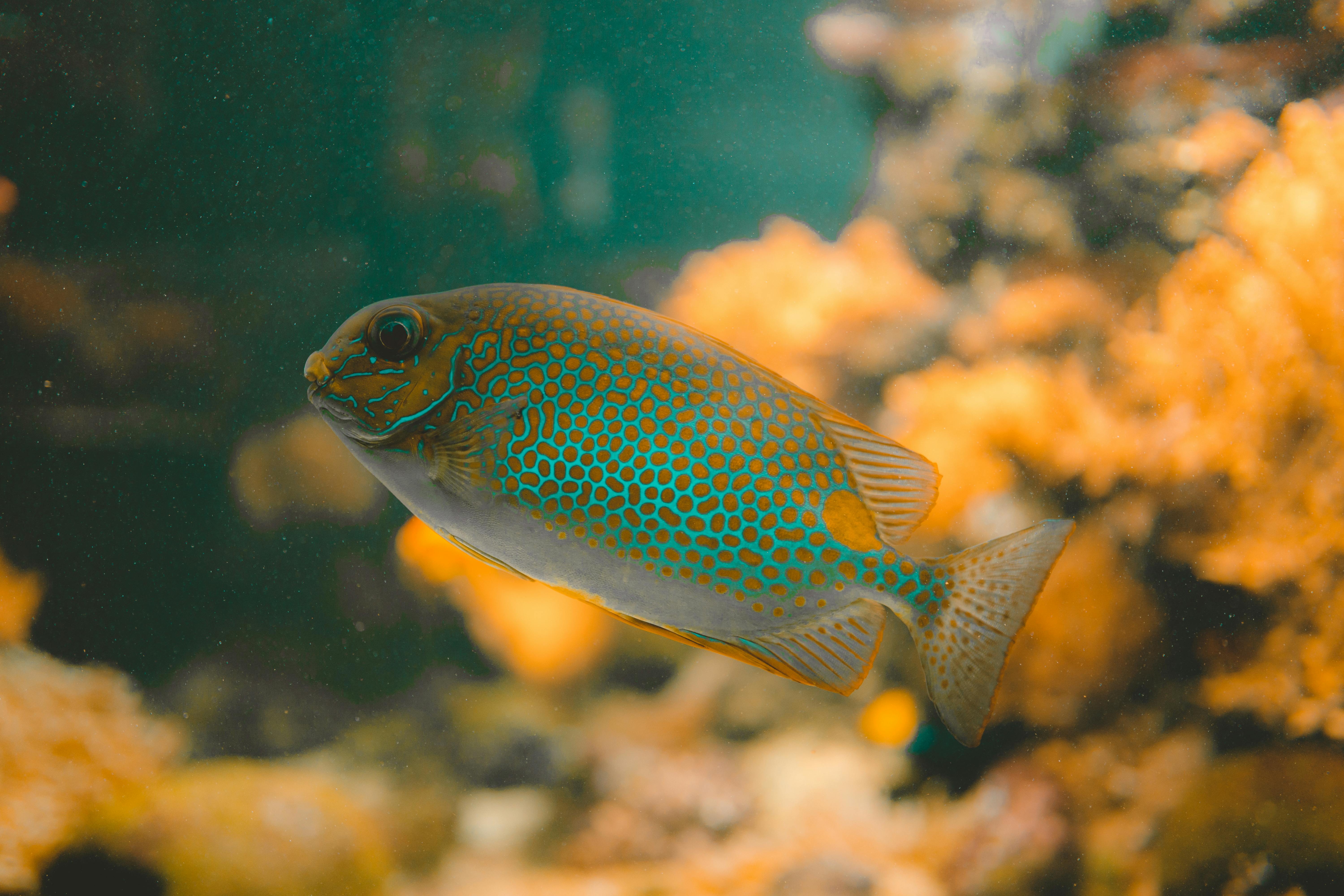 Rabbitfish are commonly found in coastal areas in Pujada Bay