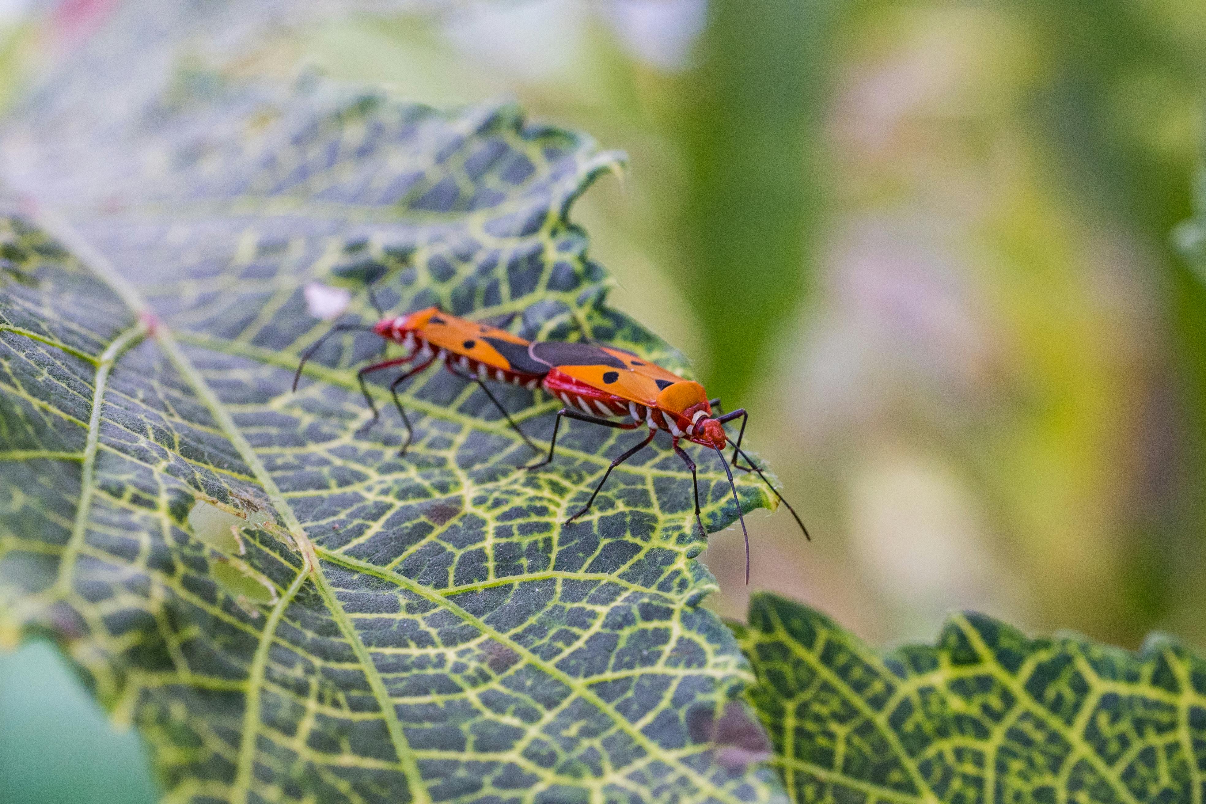 This is an example of a leaf with insect damage