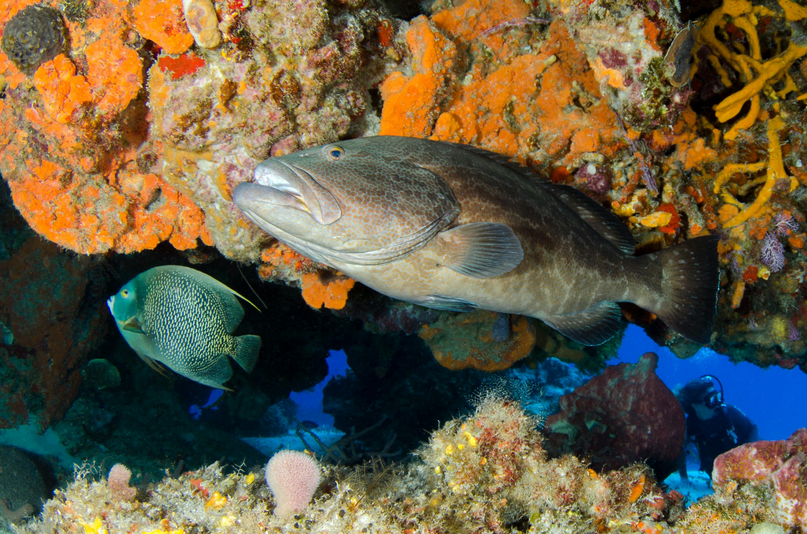 Grouper from Carribean