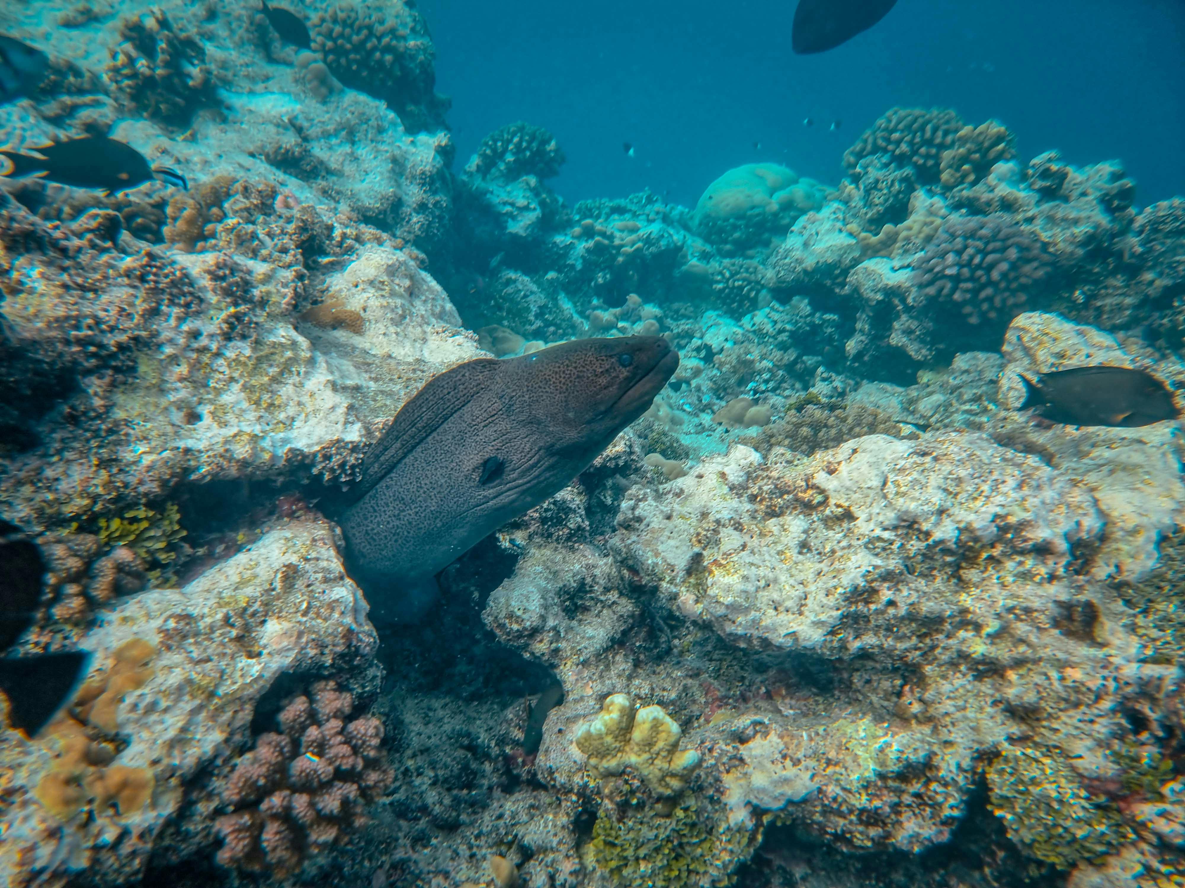 Eel
