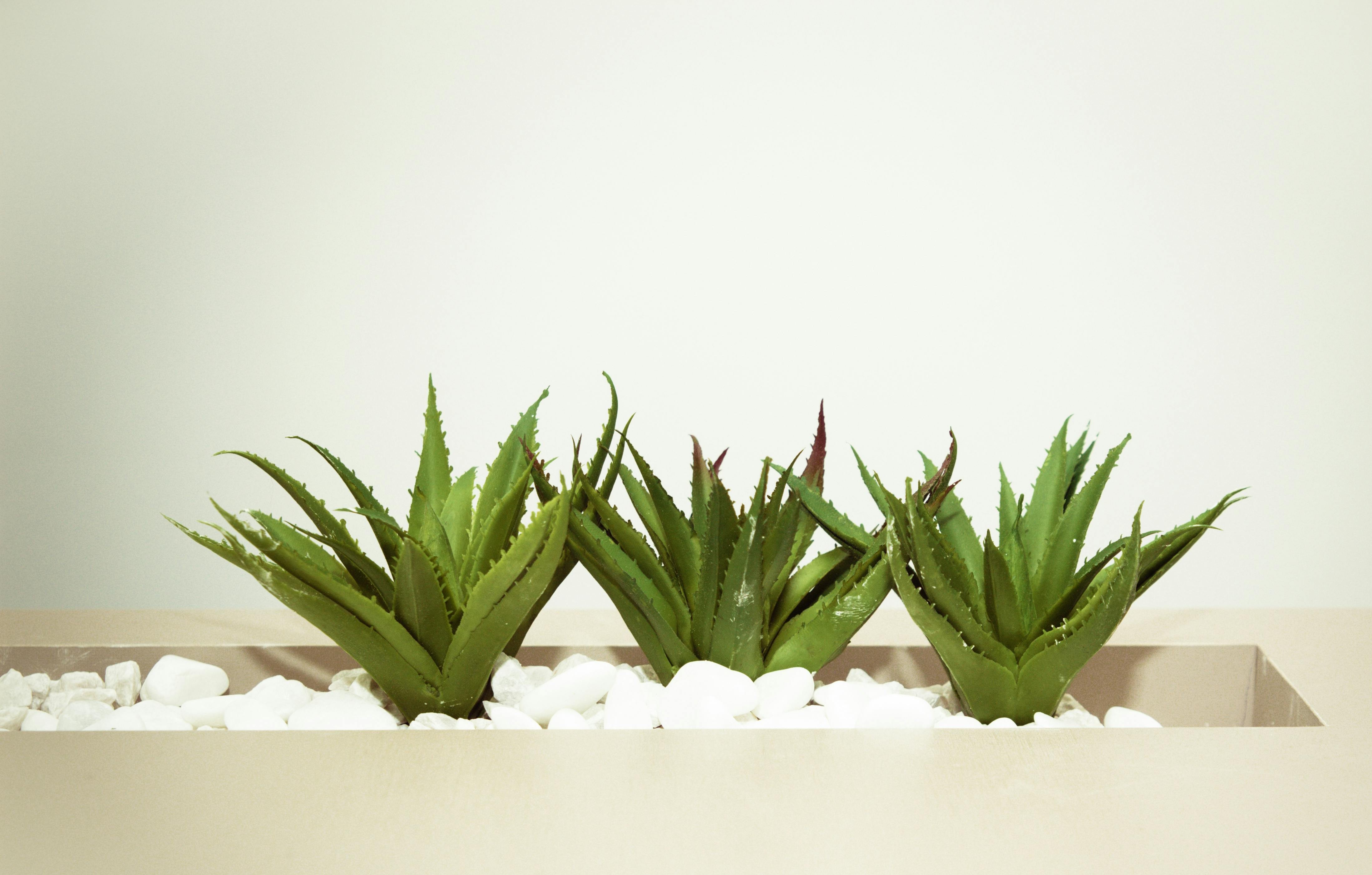 AloeVera