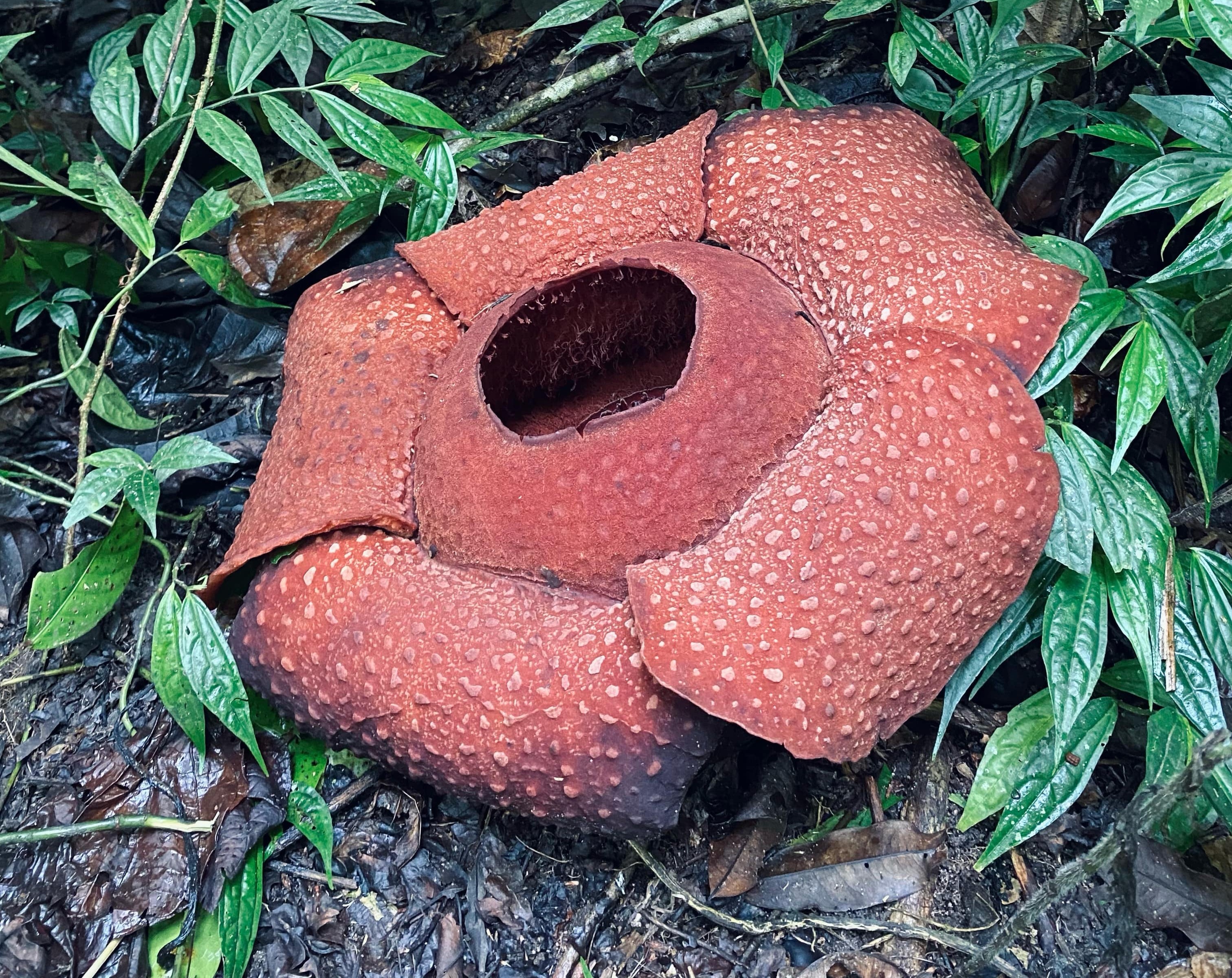 Rafflesia magnifica