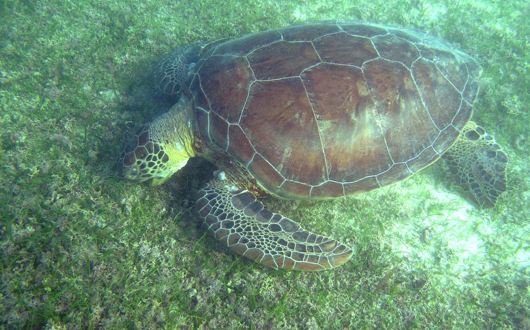 Green seaturtle