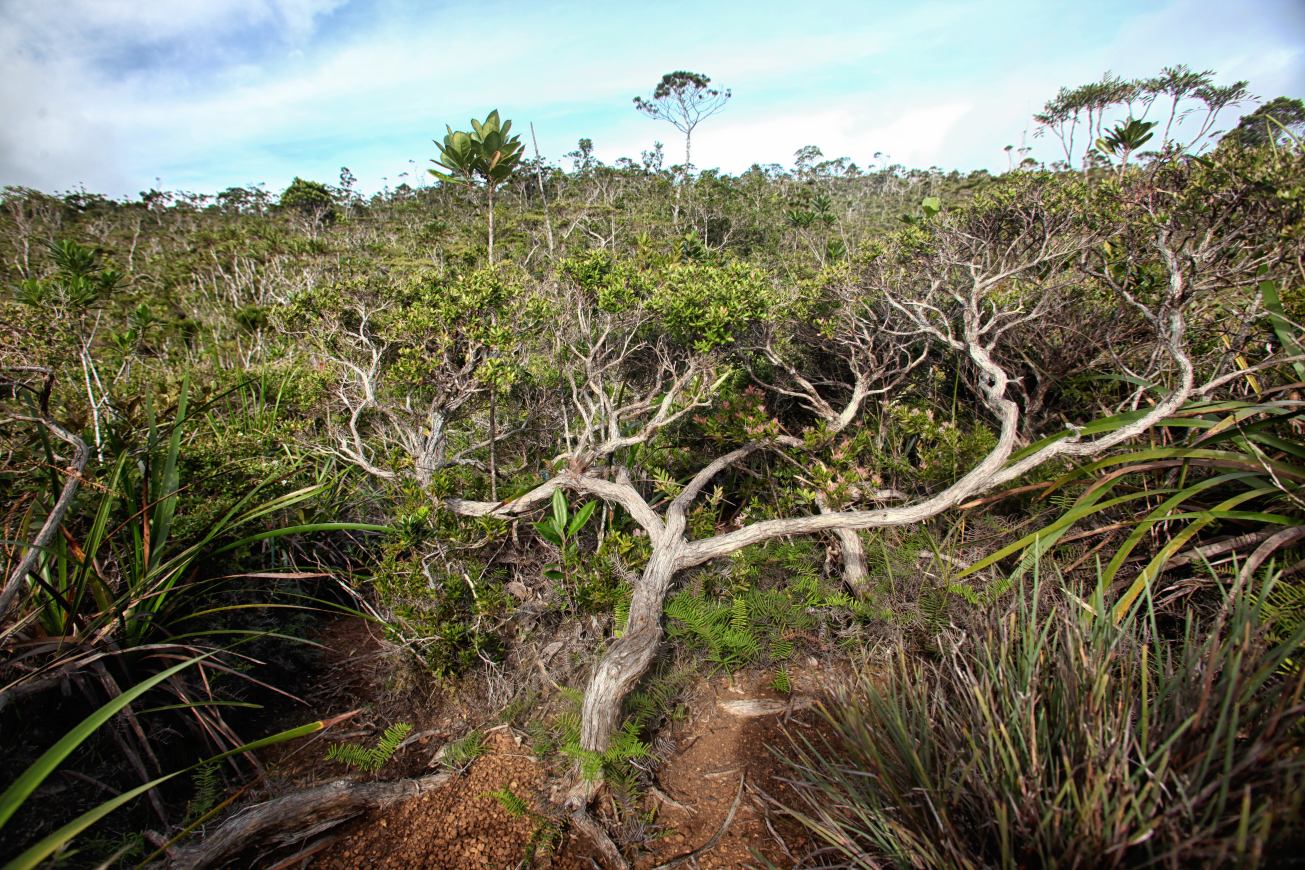 Bonsai field Mt Hamiguitan
